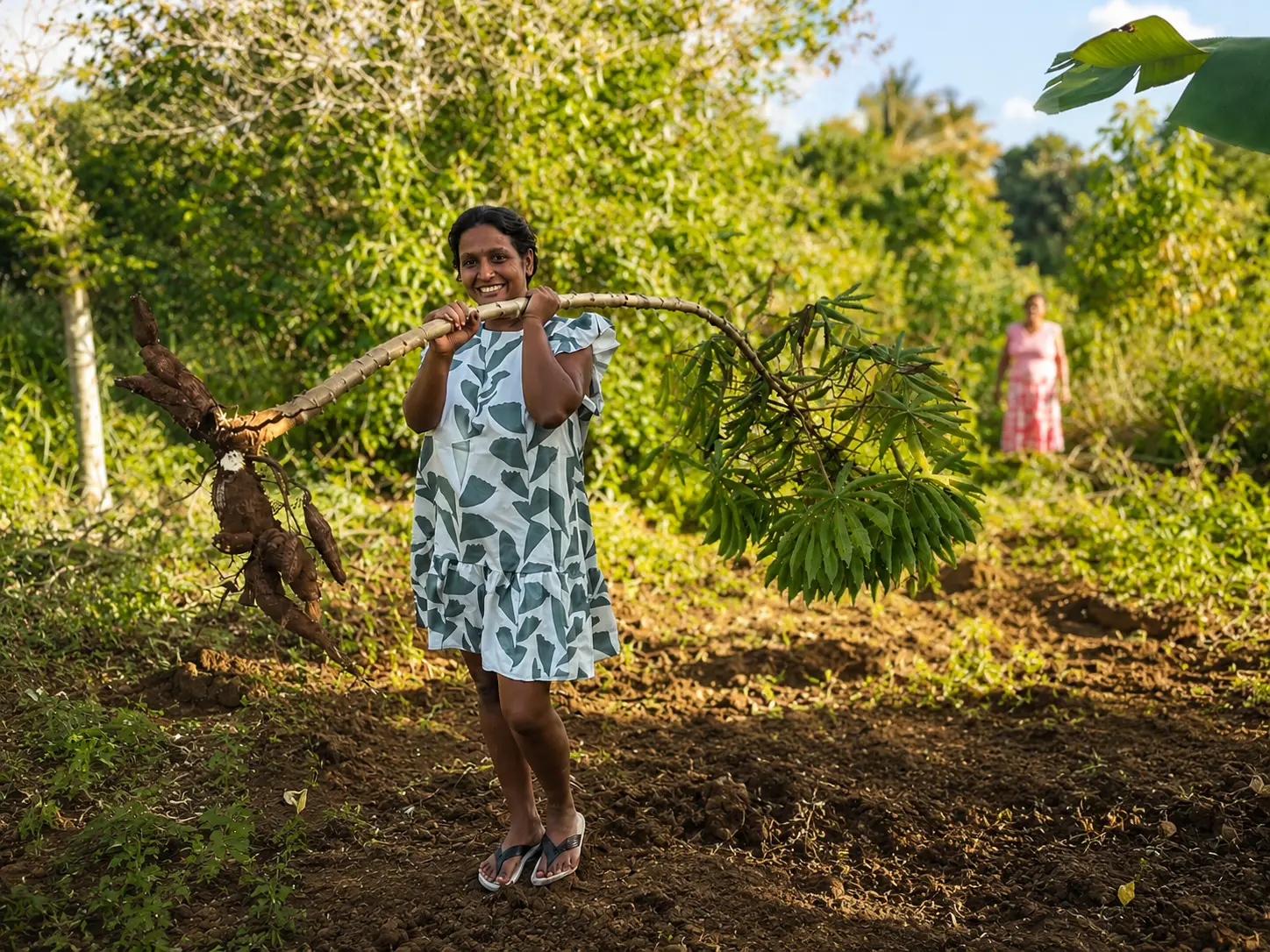 Cassava plantation at Heritage Spice House