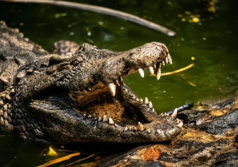 Crocodiles at La Vanille Nature Park, south Mauritius