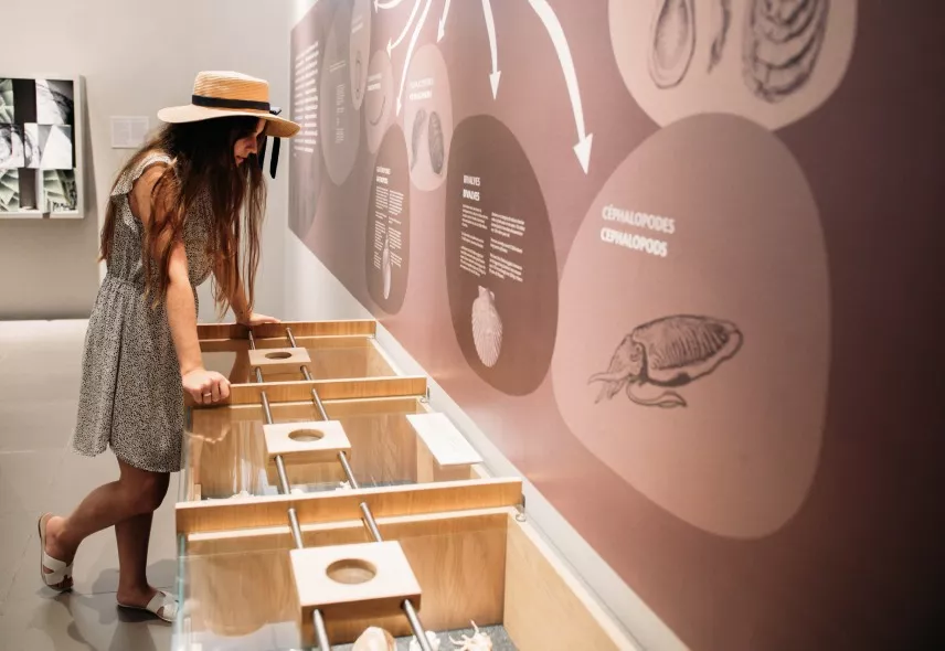 World of Seashells museum at Place du Moulin, Bel Ombre