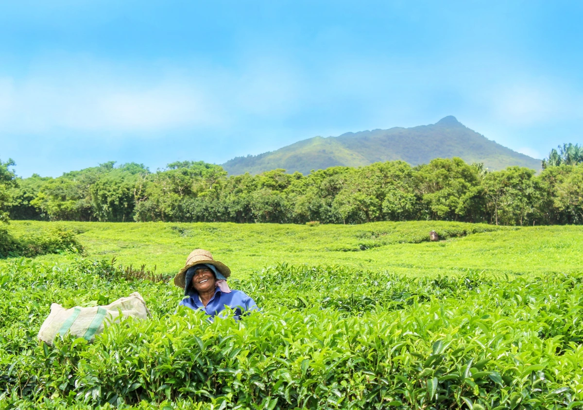 Bois Chéri tea plantations in the hills of south Mauritius