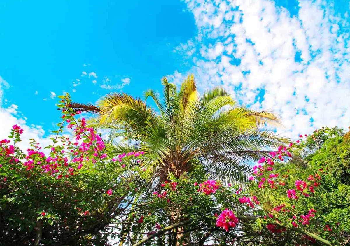 Palm tree and bougainvillea under a blue sky in Riambel